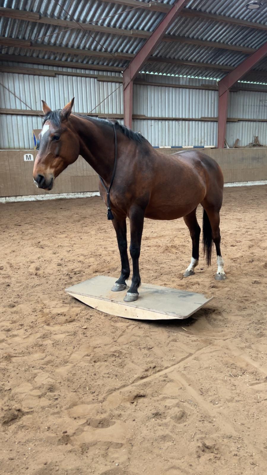 Reittherapie Impression 1